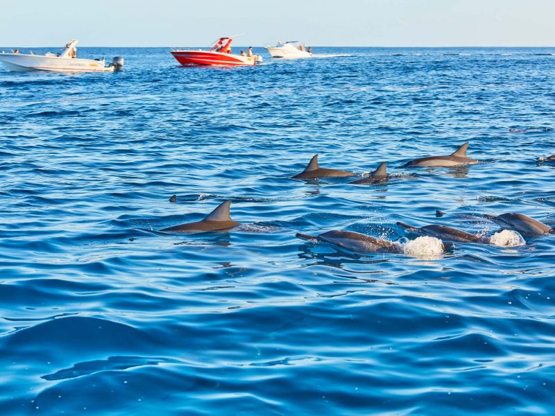dolphin encounter in mauritius