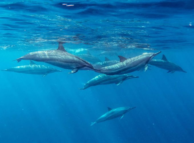 dolphin encounter in mauritius