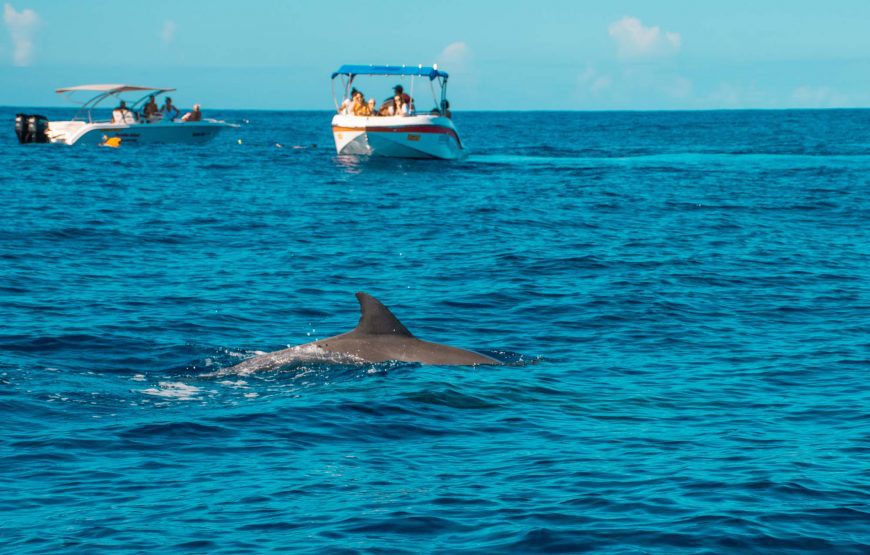 Private Full Day Dolphin Encounter – 6 Hours | Private Transfers & Lunch Included